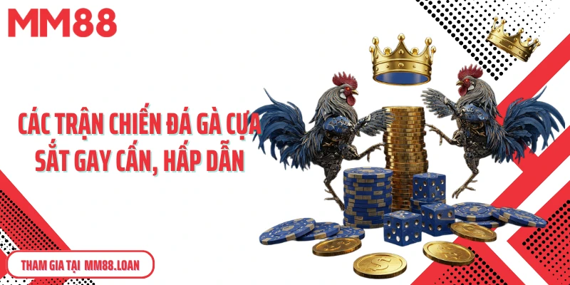 Các trận chiến đá gà cựa sắt gay cấn, hấp dẫn