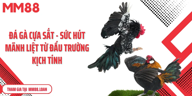 Đá gà cưạ sắt