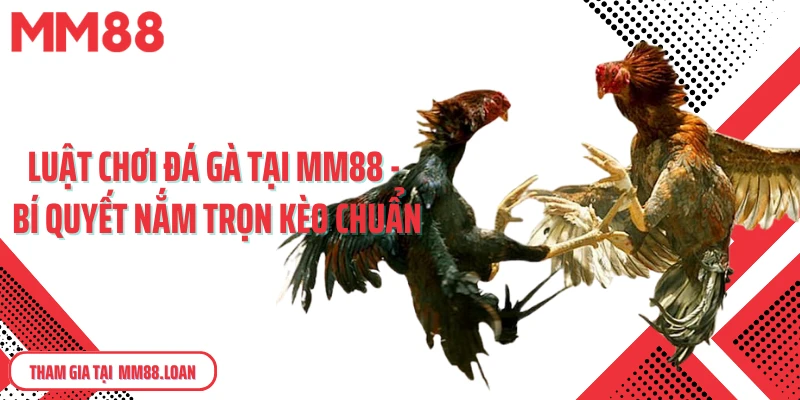 Luật chơi đá gà