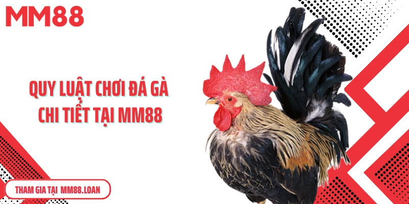 Quy luật chơi đá gà chi tiết tại MM88