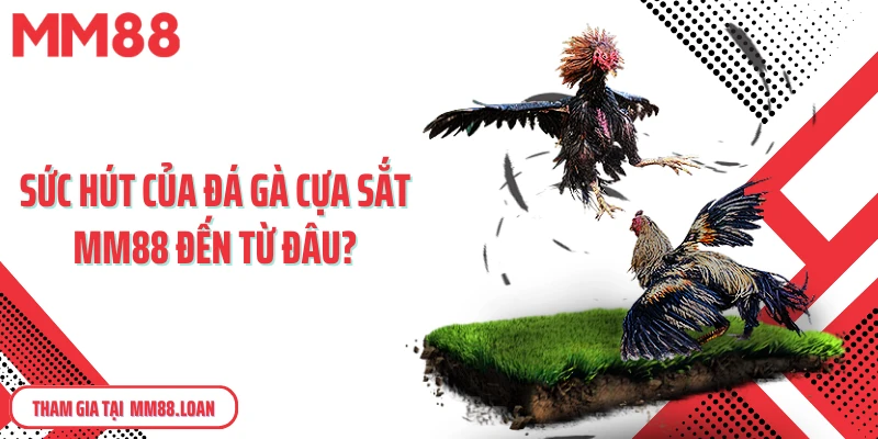 Sức hút của đá gà cựa sắt MM88 đến từ đâu?